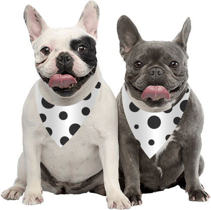 Pet Insurance for Job Employee Benefits