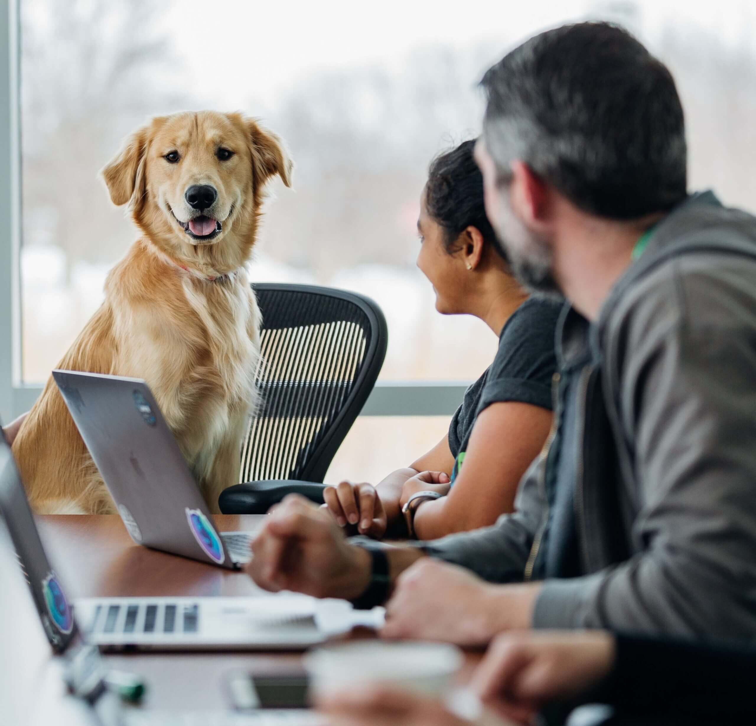 dog in the workplace