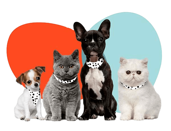 Contact the Best Pet Insurance Company