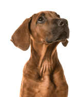 Beagle Dog load more