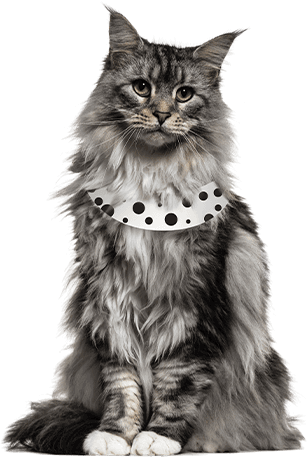 Best Cat Insurance Plans