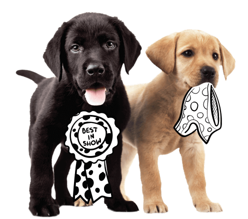 Compare the best dog and cat insurance providers for your pet