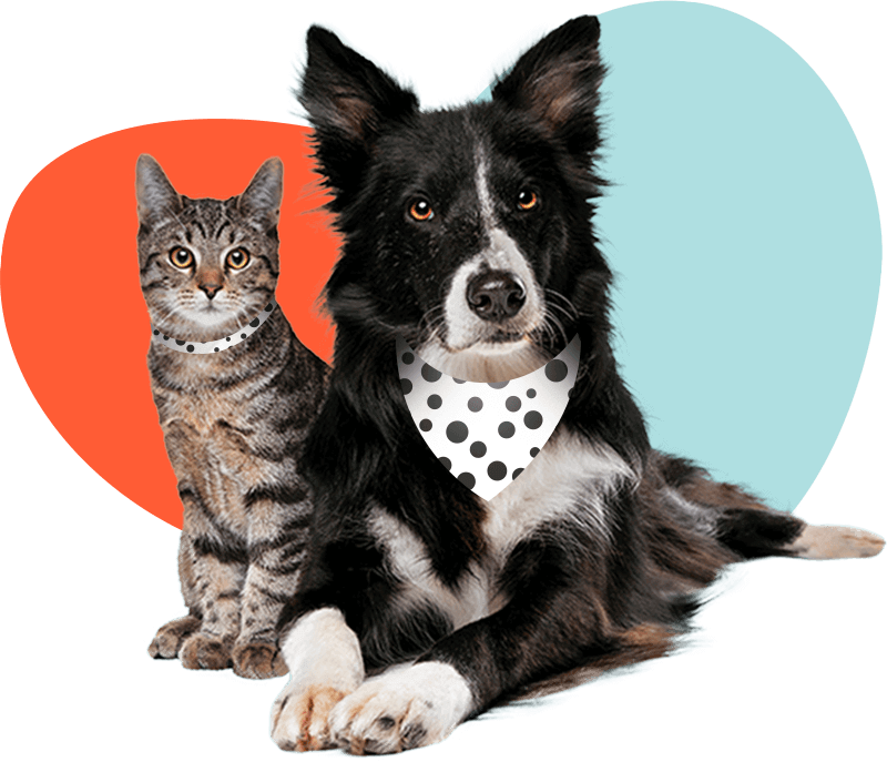 We love our cat and dog pets