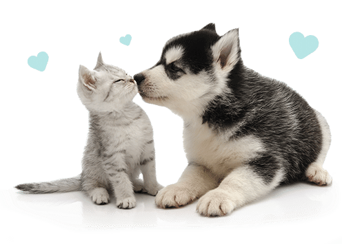Cat and Dog with Kissing Hearts