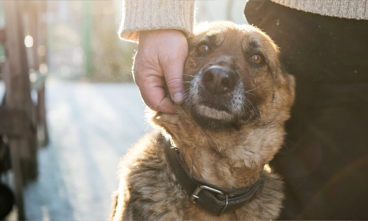 Find Pet Wellness for your dog