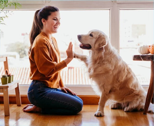 Pet Insurance Partnerships and Joint Ventures