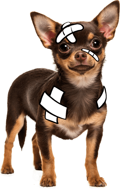 chihuahua dog online vet hospital pet insurance