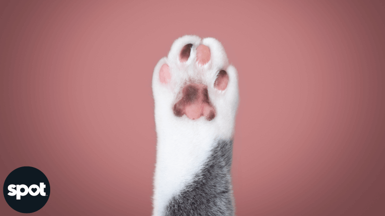 165773401362cf037d901e1