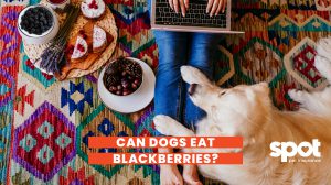 165773354262cf01a635ea2