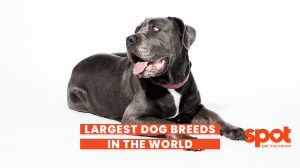 165773335262cf00e86520a