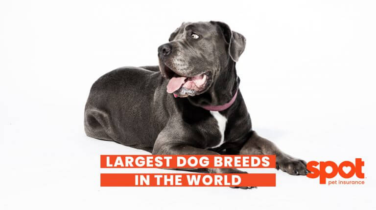 165773335262cf00e86520a