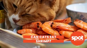 166 Kitty Shrimp