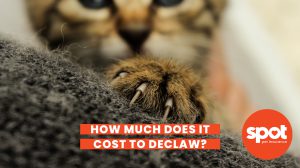 170 Cat Declaw