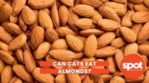 181 Cat Almonds