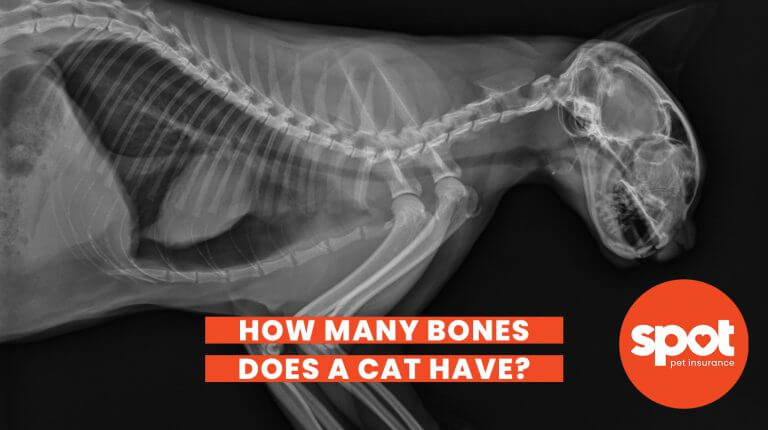 182 Cat Bones