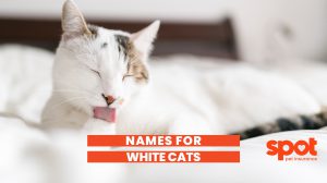 a white cat licking its paw