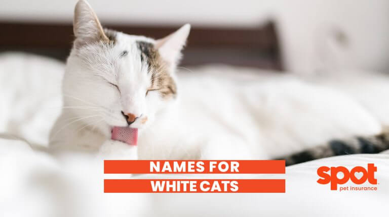 a white cat licking its paw