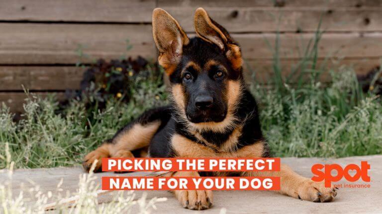 a german shepherd laying on the sidewalk