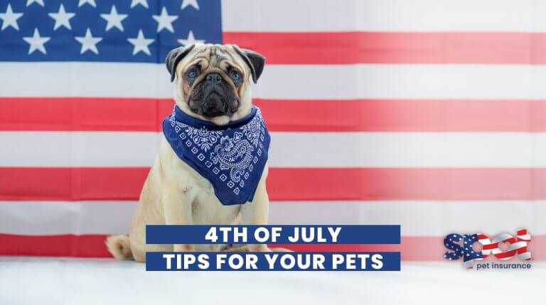 a pug sitting in front of an american flag