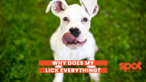 363 Dog Licking 1024x574 1