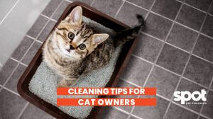 a cat sitting in a litterbox