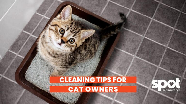 a cat sitting in a litterbox