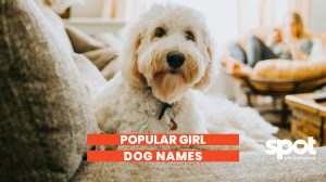 a picture of a dog laying on the couch