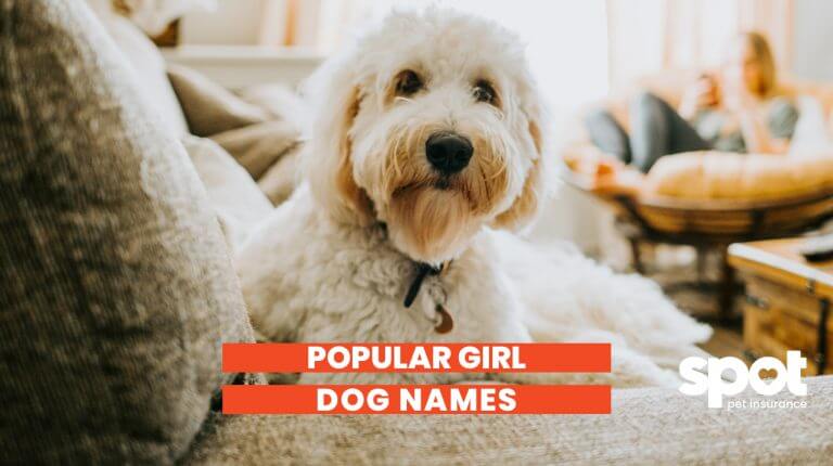 a picture of a dog laying on the couch