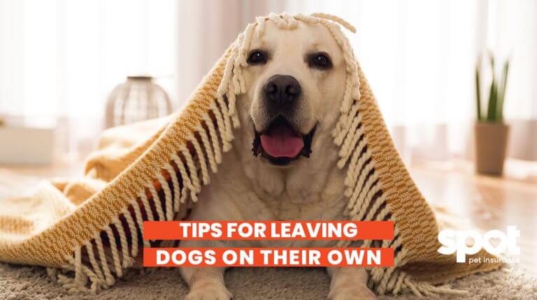 a dog sitting under a blanket