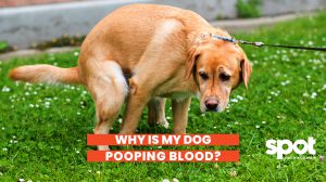 a dog hunched over in the yard