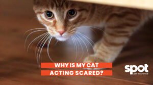 377 Scared Cat 1024x574 1