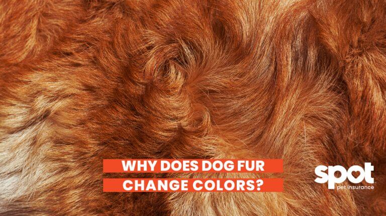 a close up of a dogs fur