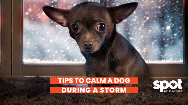 379 Dog Storm 1024x574 1