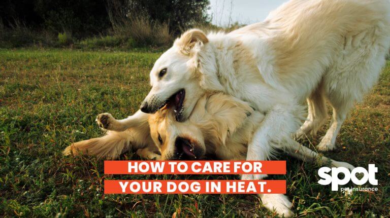 two dogs playing with each other rolling in the grass