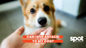 381 Dog Antacid 1024x574 1