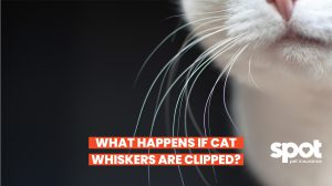 a close up of cat whiskers