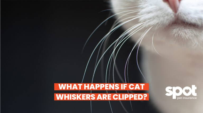 a close up of cat whiskers