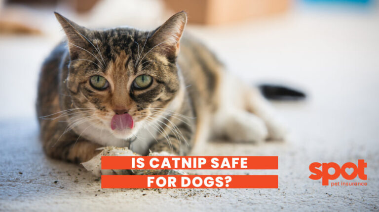 390 Catnip 1024x574 1