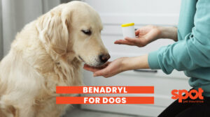 393 Benadryl Dogs 1024x574 1