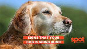 599 Dog Going Blind