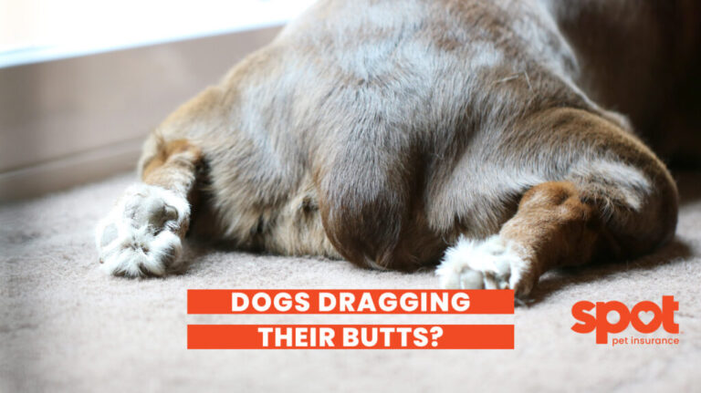 600 Butt Drag 1024x574 1